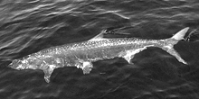 Florida Keys Tarpon